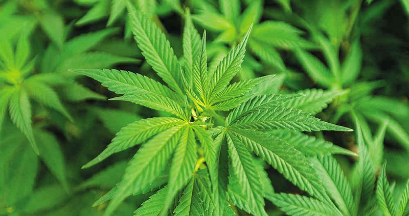 Cannabis laws in South Africa
